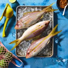 IMG-17-Jenn-Goren-Photographer-Fish-on-Ice-scaled.jpg